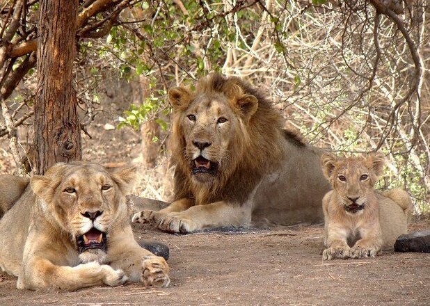 Gir National Park Itinerary